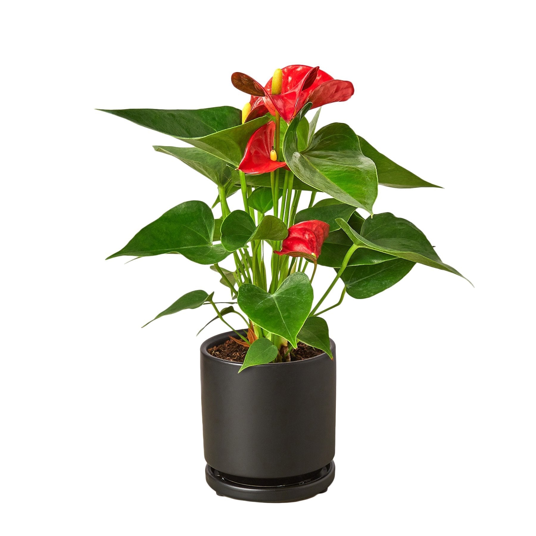 Anthurium 'Red' potted plant