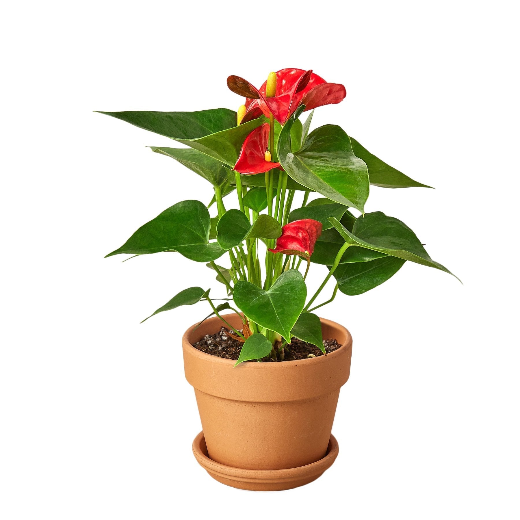 Anthurium 'Red' potted plant