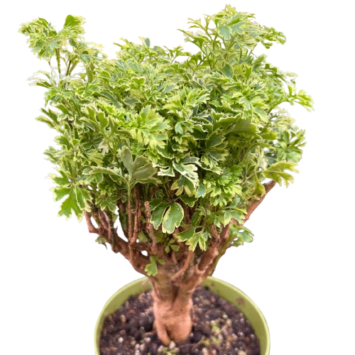 Aralia Ming Gold Mini Bonsai potted plant