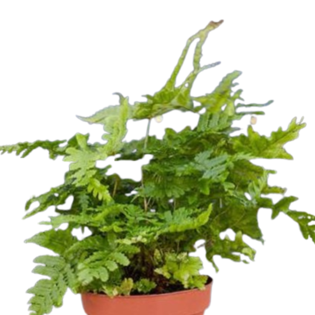 'Autumn' Fern 4" potted plant