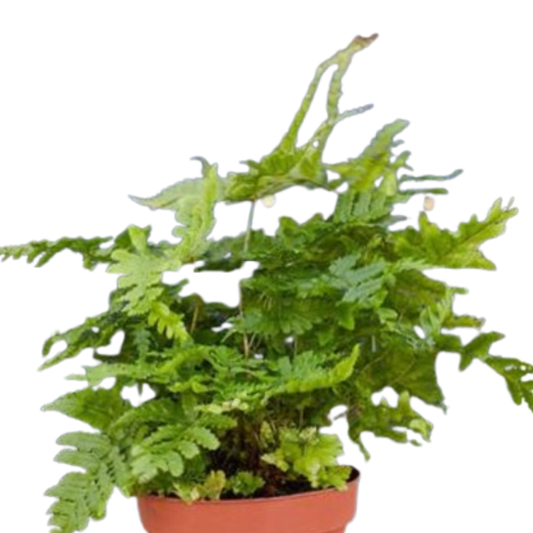 'Autumn' Fern 4" potted plant