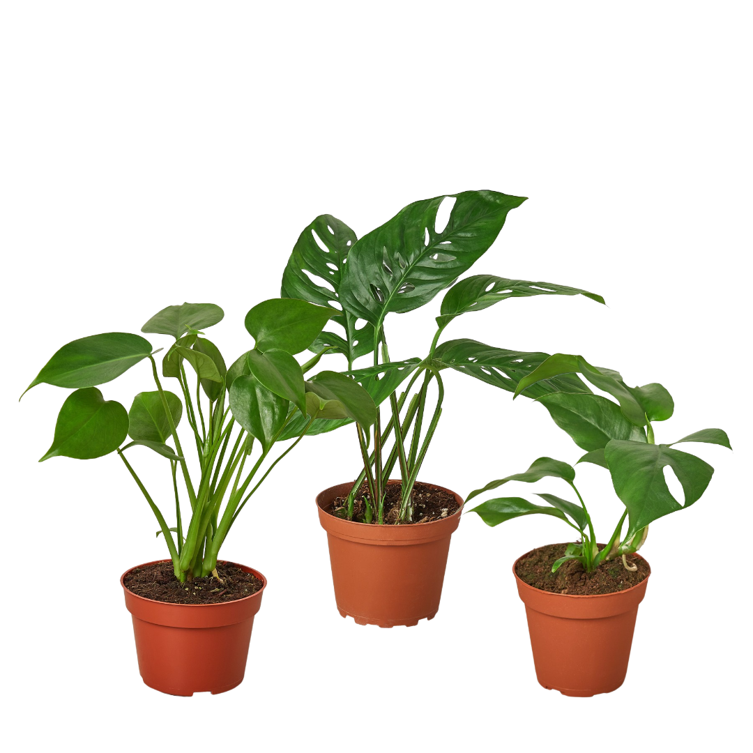 Monstera Bundle potted plant