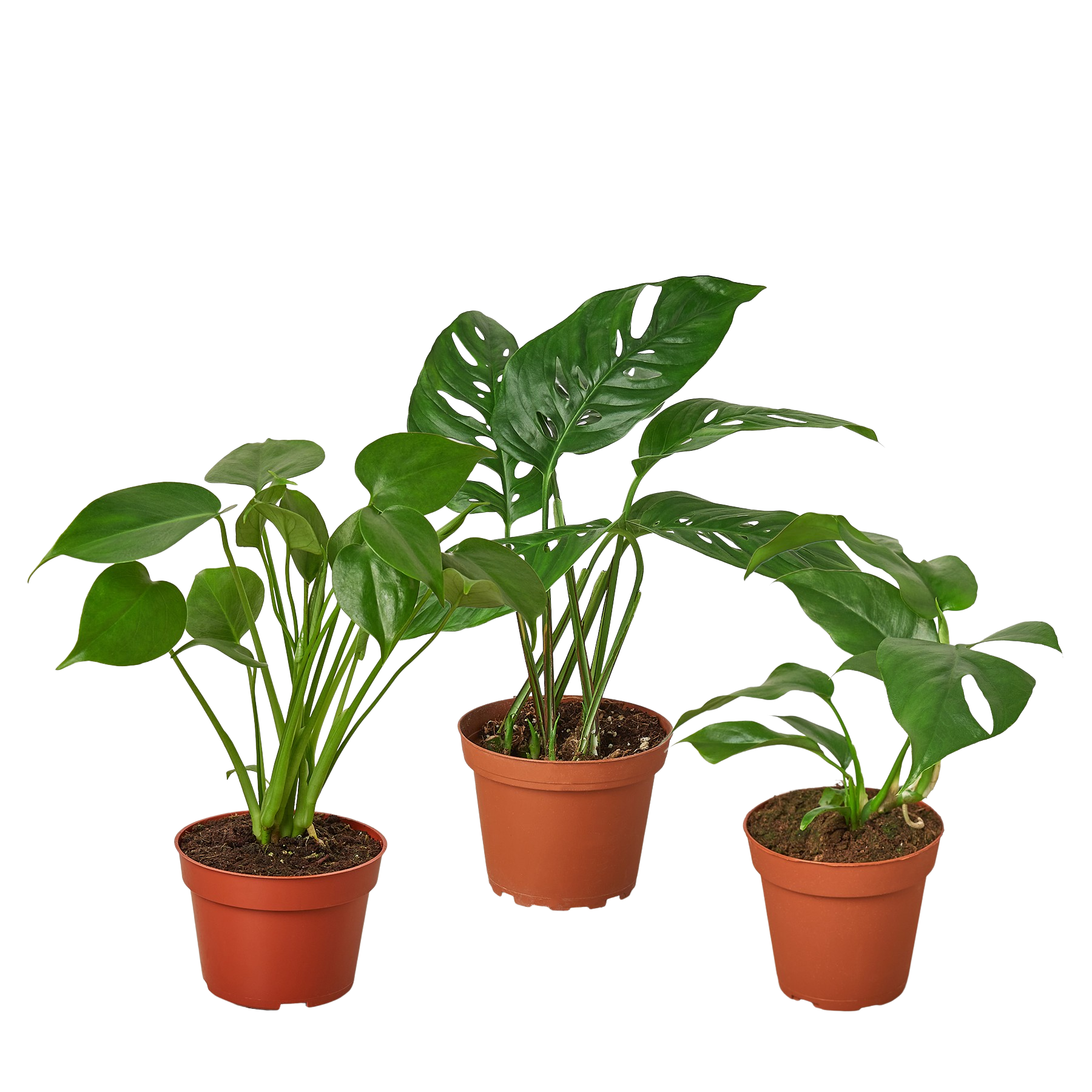 Monstera Bundle potted plant