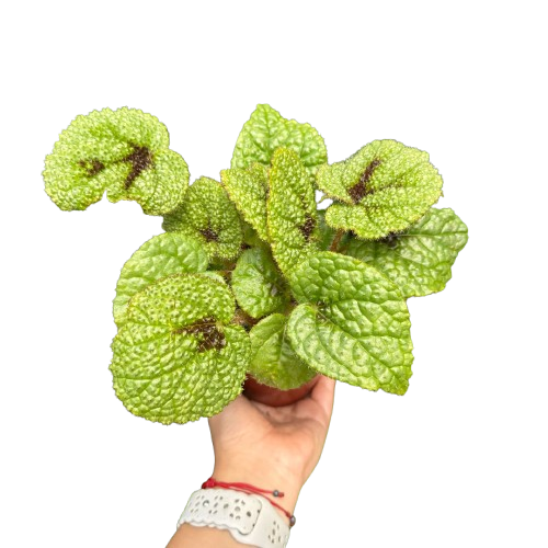 Begonia 'Iron Cross' 4" potted plant