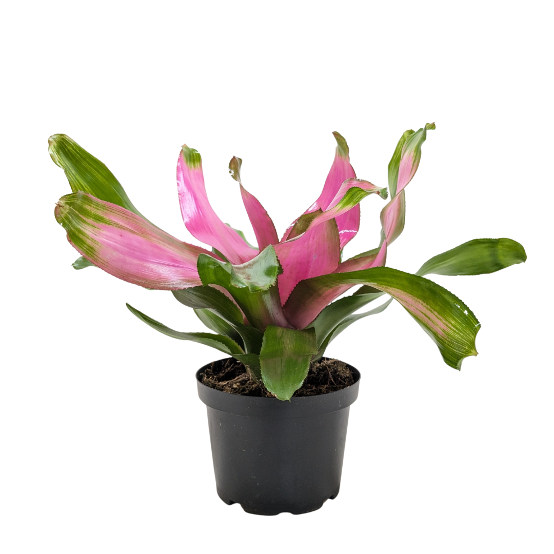 Bromeliad 'Donna' potted plant