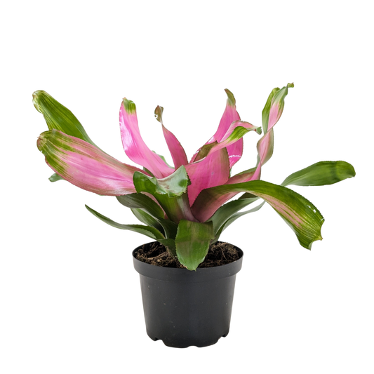 Bromeliad 'Donna' potted plant