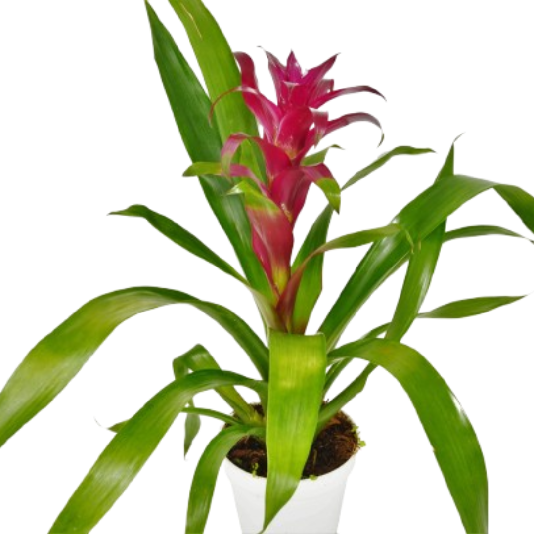 Bromeliad Guzmania 'Purple' 4" potted plant