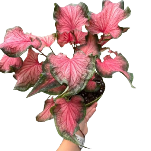 Caladium Red Flash potted plant