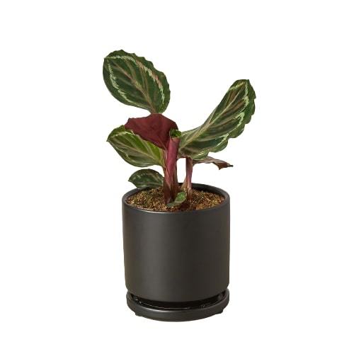 Calathea Roseopicta 'Medallion' potted plant