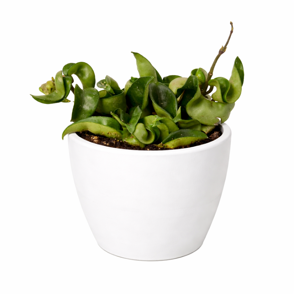 Hoya Rope Plant 4" potted plant