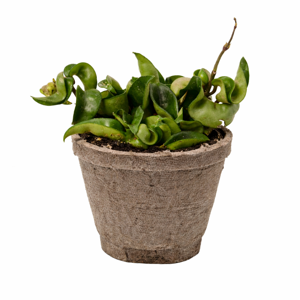 Hoya Rope Plant 4" potted plant