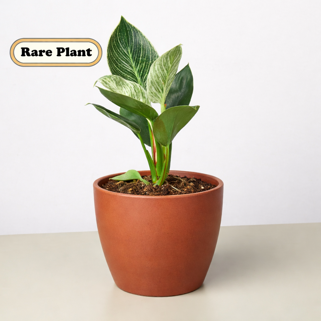 Philodendron 'Birkin' potted plant