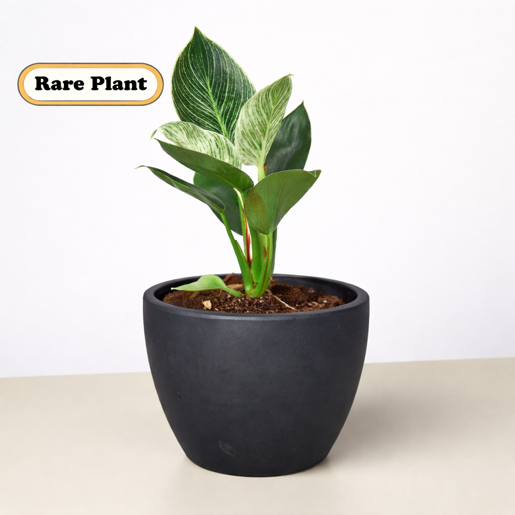 Philodendron 'Birkin' potted plant