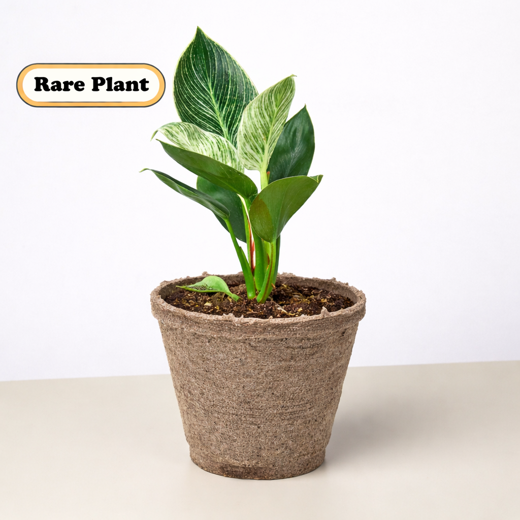 Philodendron 'Birkin' potted plant