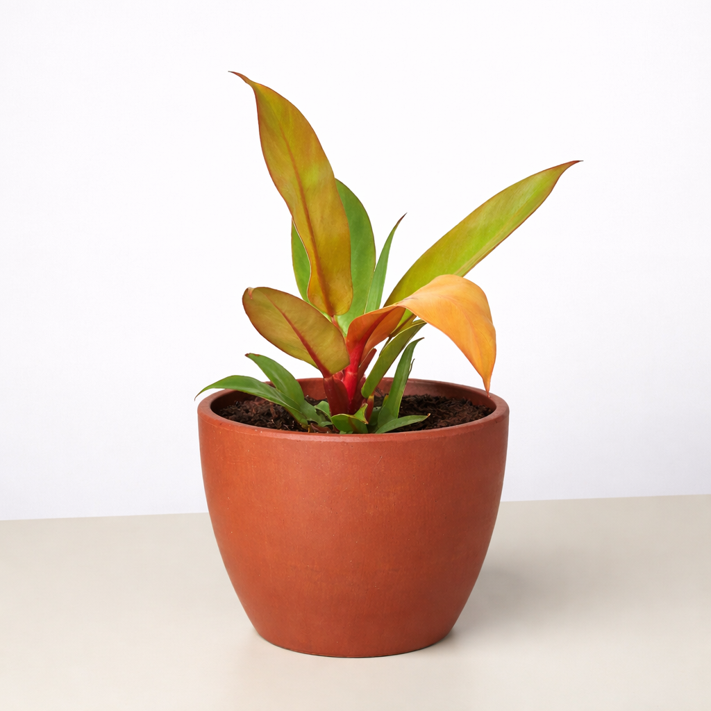 Philodendron 'Prince of Orange' 4" potted plant