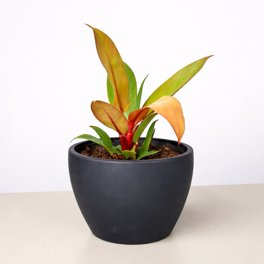 Philodendron 'Prince of Orange' 4" potted plant