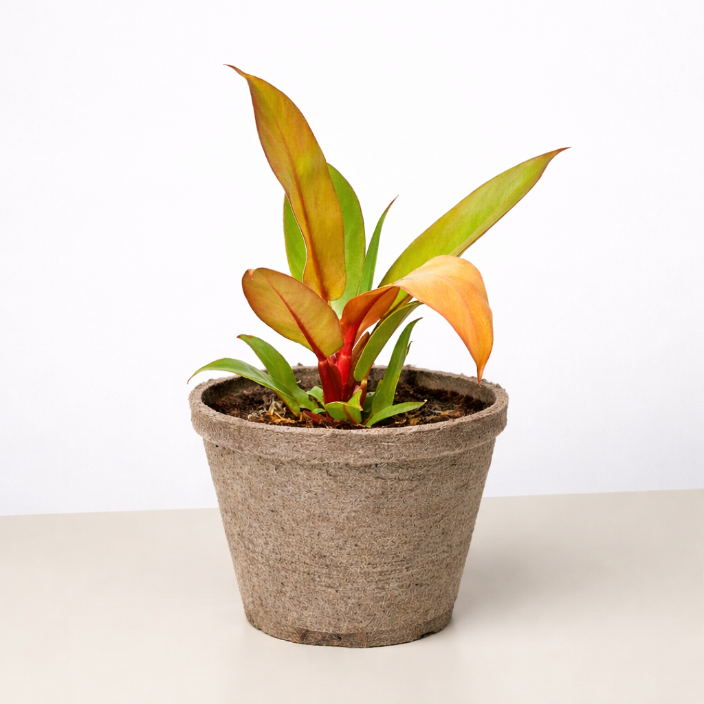Philodendron 'Prince of Orange' 4" potted plant
