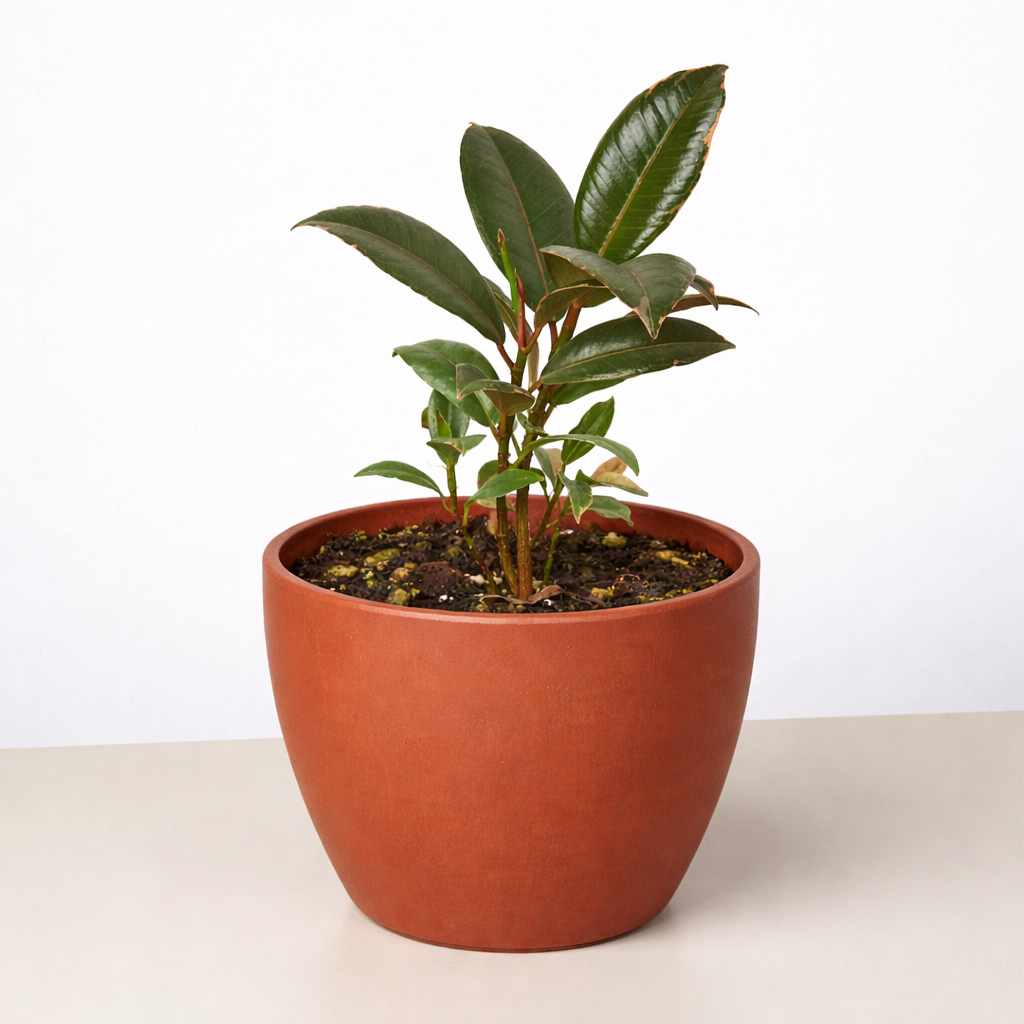 Ficus Elastica 'Tineke' potted plant