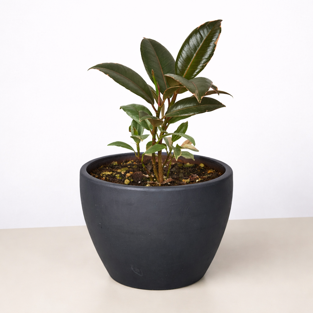 Ficus Elastica 'Tineke' potted plant