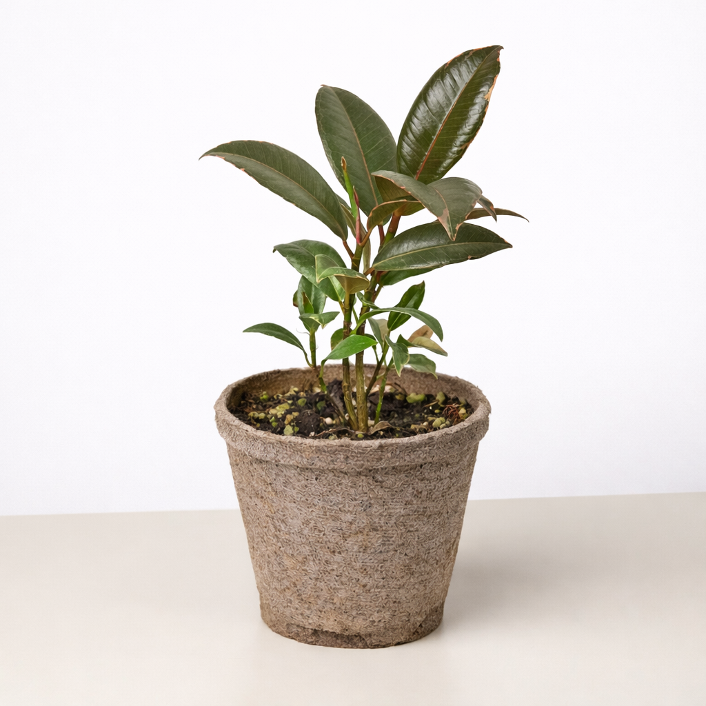 Ficus Elastica 'Tineke' potted plant