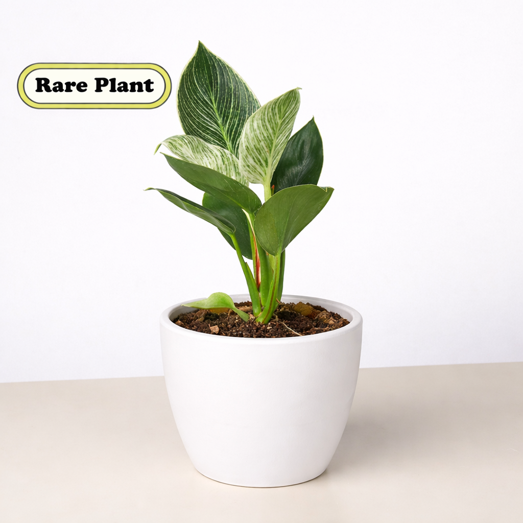 Philodendron 'Birkin' potted plant