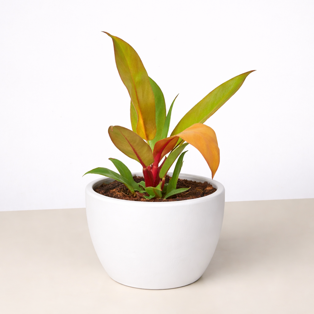 Philodendron 'Prince of Orange' 4" potted plant