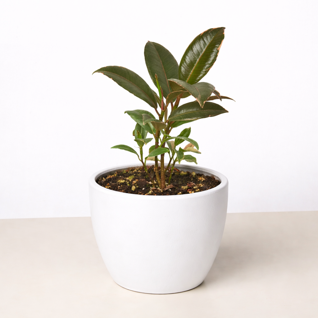 Ficus Elastica 'Tineke' potted plant