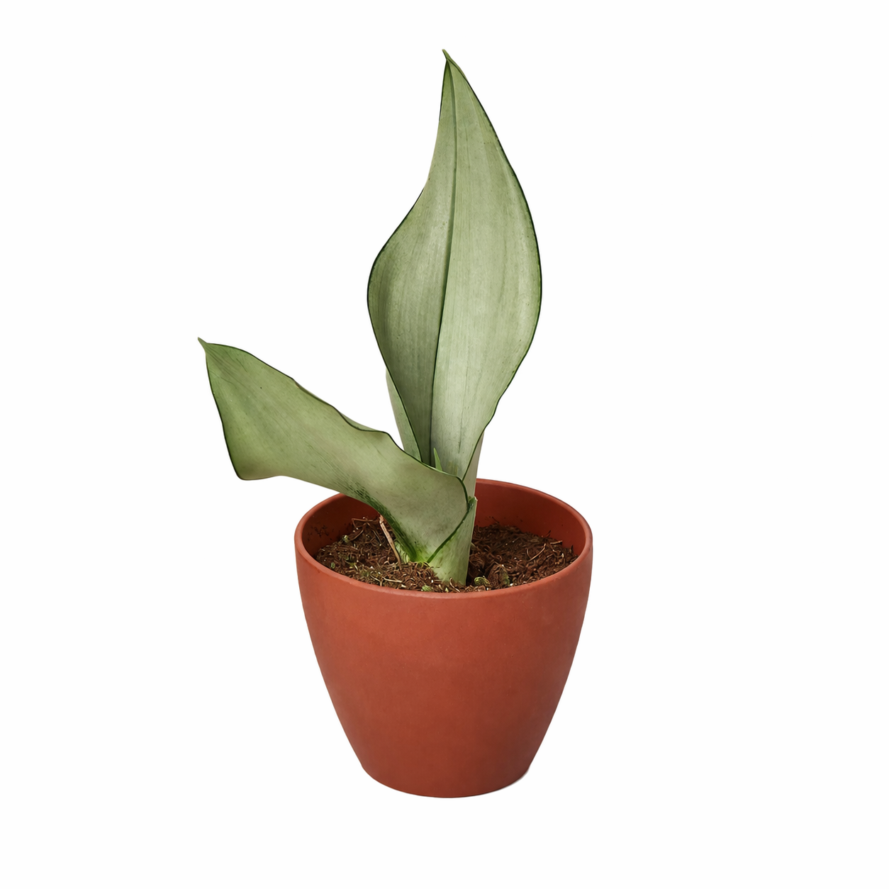 Snake Plant Moonshine potted plant