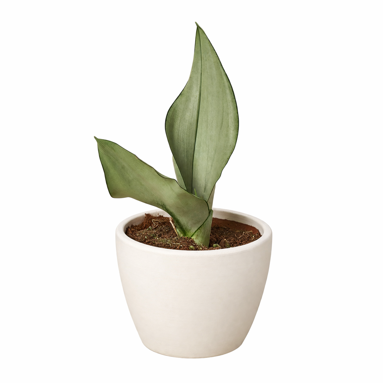 Snake Plant Moonshine potted plant