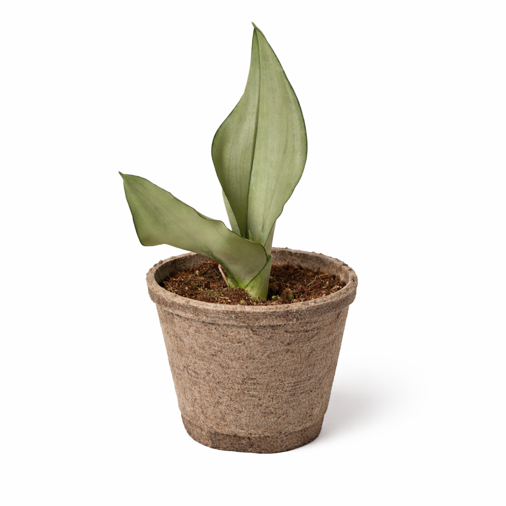 Snake Plant Moonshine potted plant