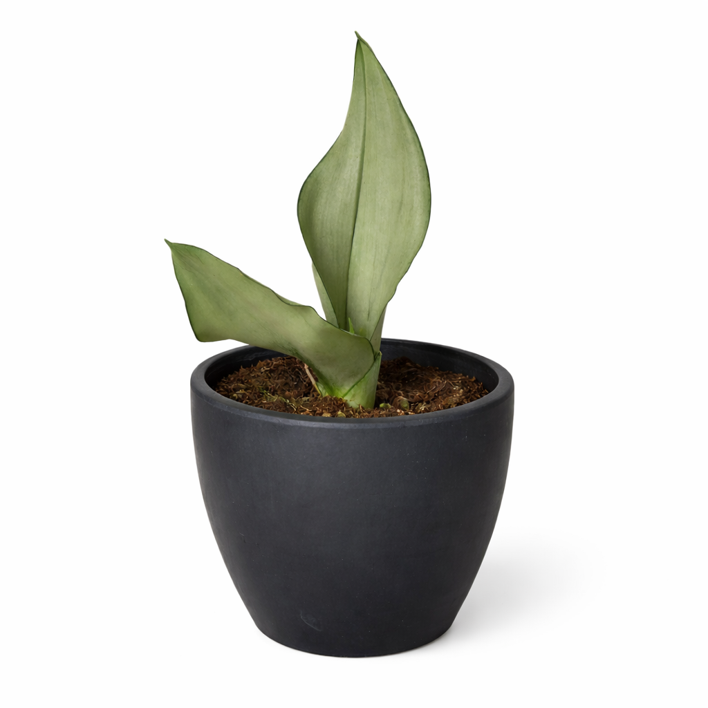 Snake Plant Moonshine potted plant