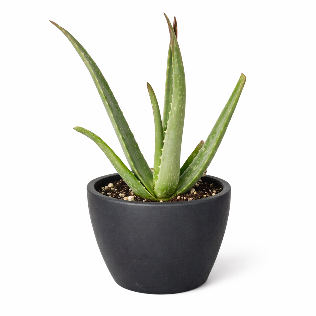 Aloe Vera potted plant