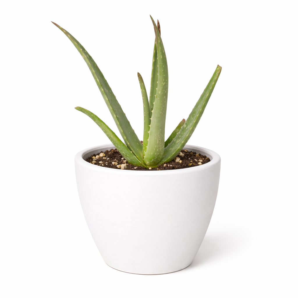 Aloe Vera potted plant