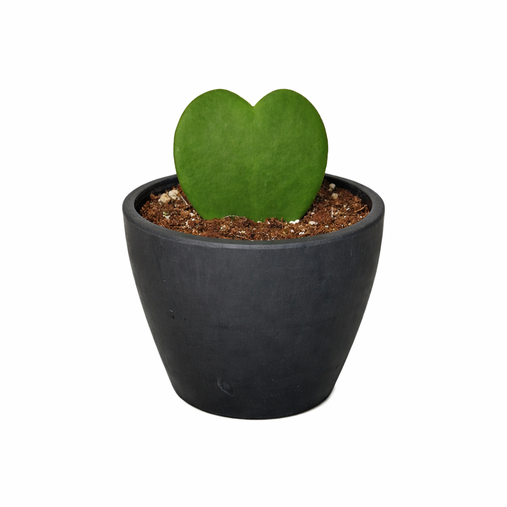 Hoya Sweetheart 4" potted plant