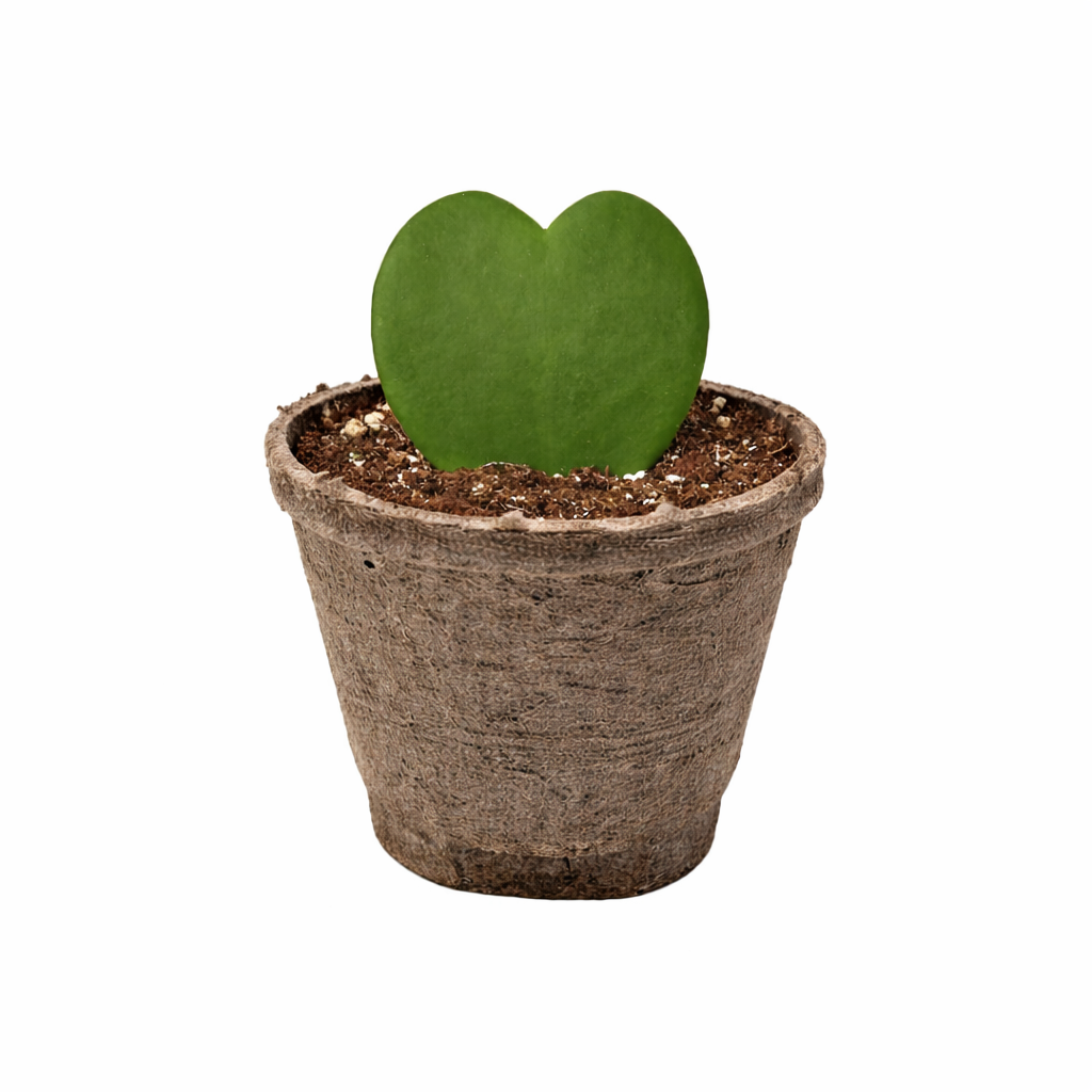 Hoya Sweetheart 4" potted plant
