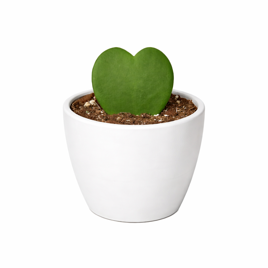 Hoya Sweetheart 4" potted plant