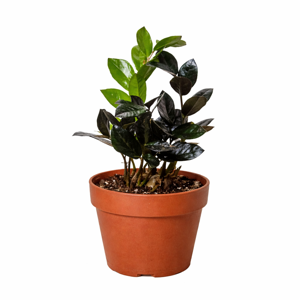 ZZ Zamioculcas 'Black Queen' potted plant