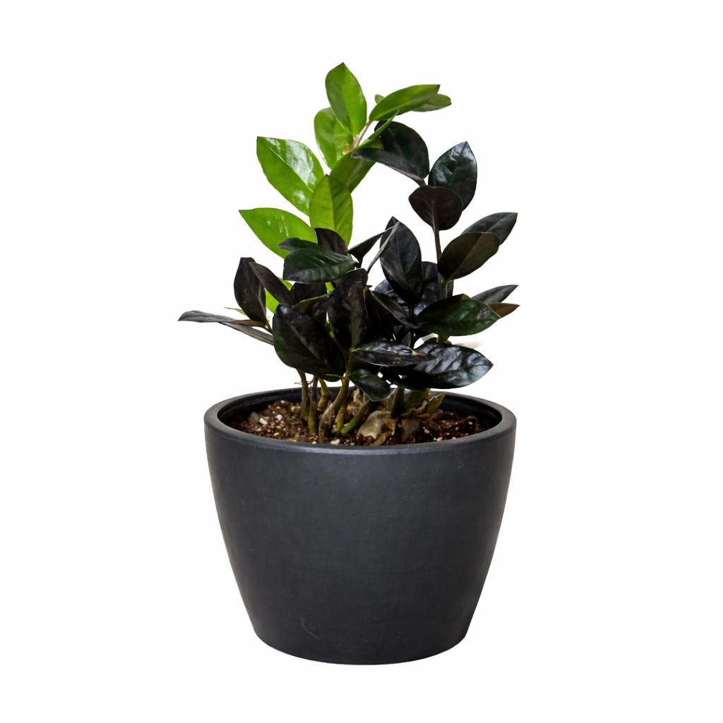 ZZ Zamioculcas 'Black Queen' potted plant