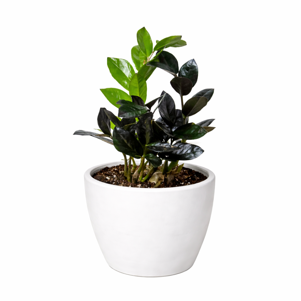 ZZ Zamioculcas 'Black Queen' potted plant