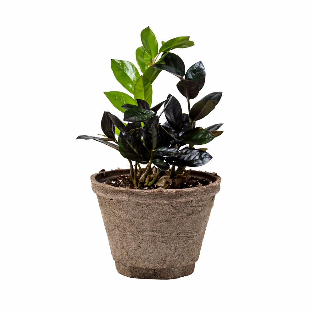 ZZ Zamioculcas 'Black Queen' potted plant