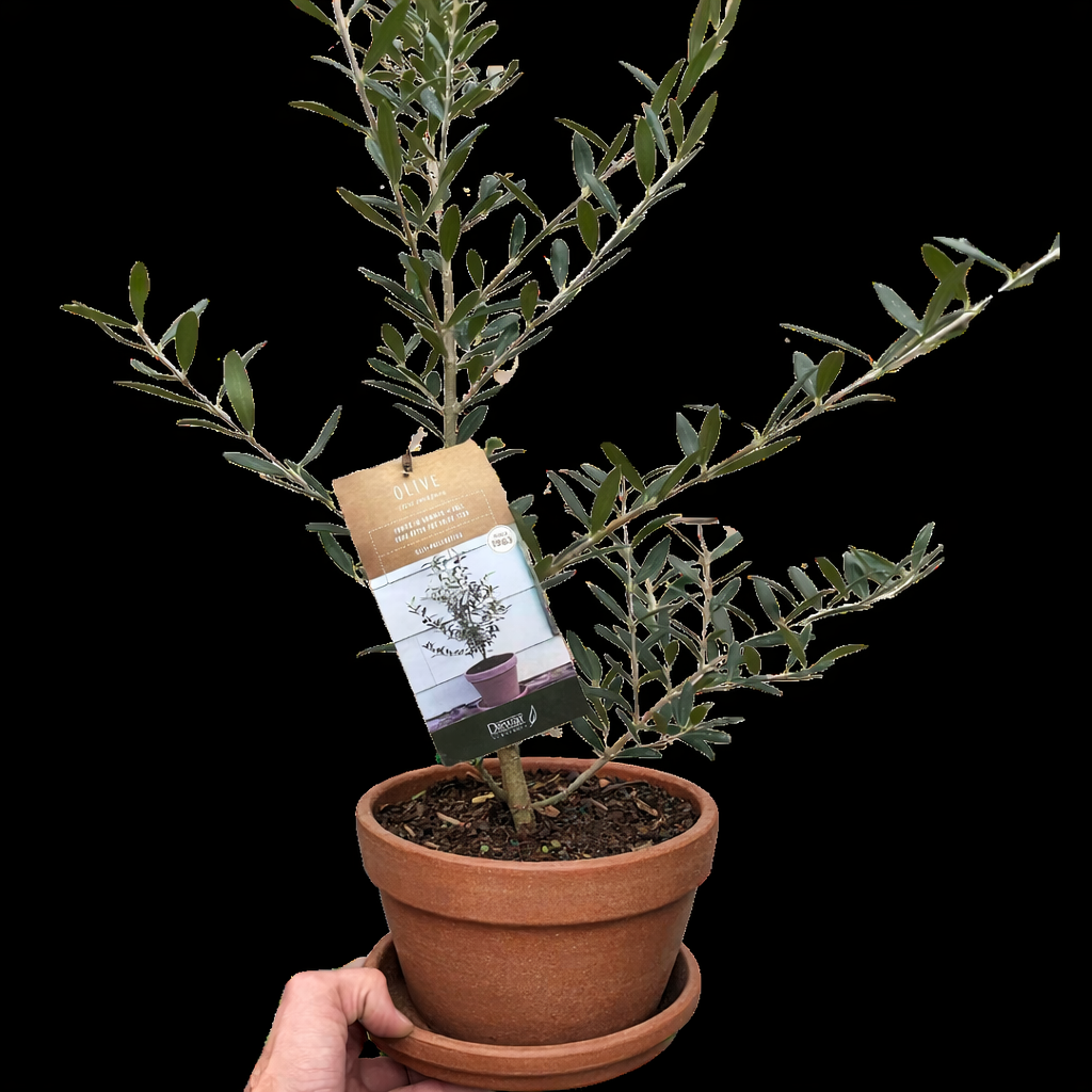 Common Olive Tree (Olea europaea) potted plant