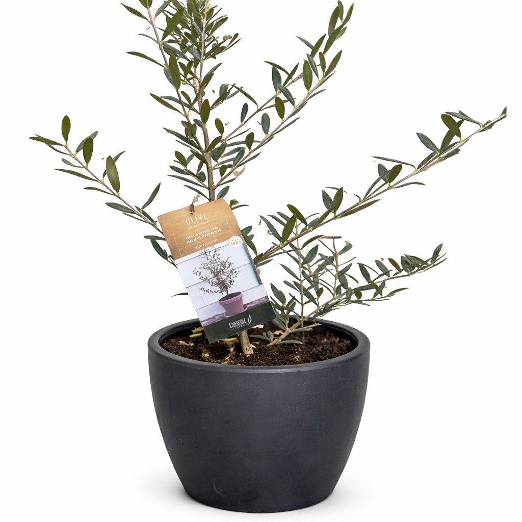 Common Olive Tree (Olea europaea) potted plant
