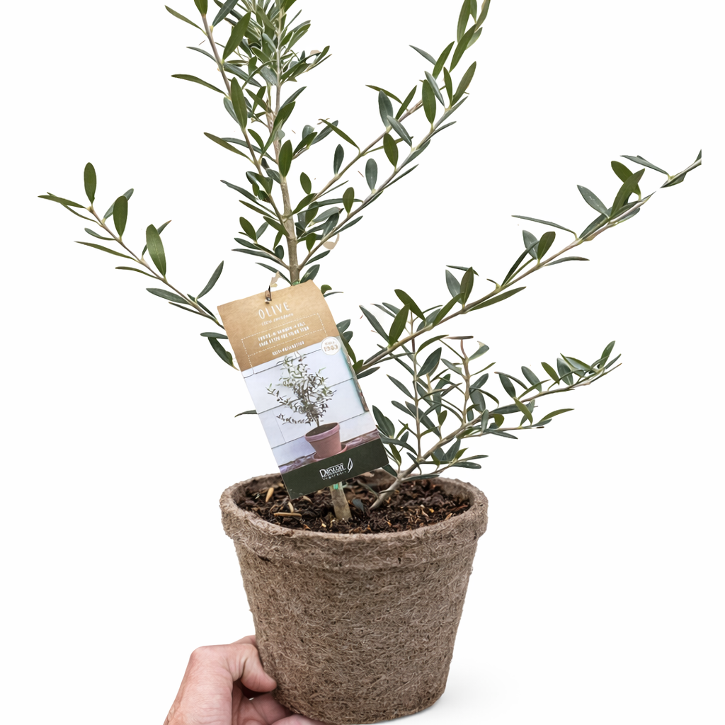 Common Olive Tree (Olea europaea) potted plant