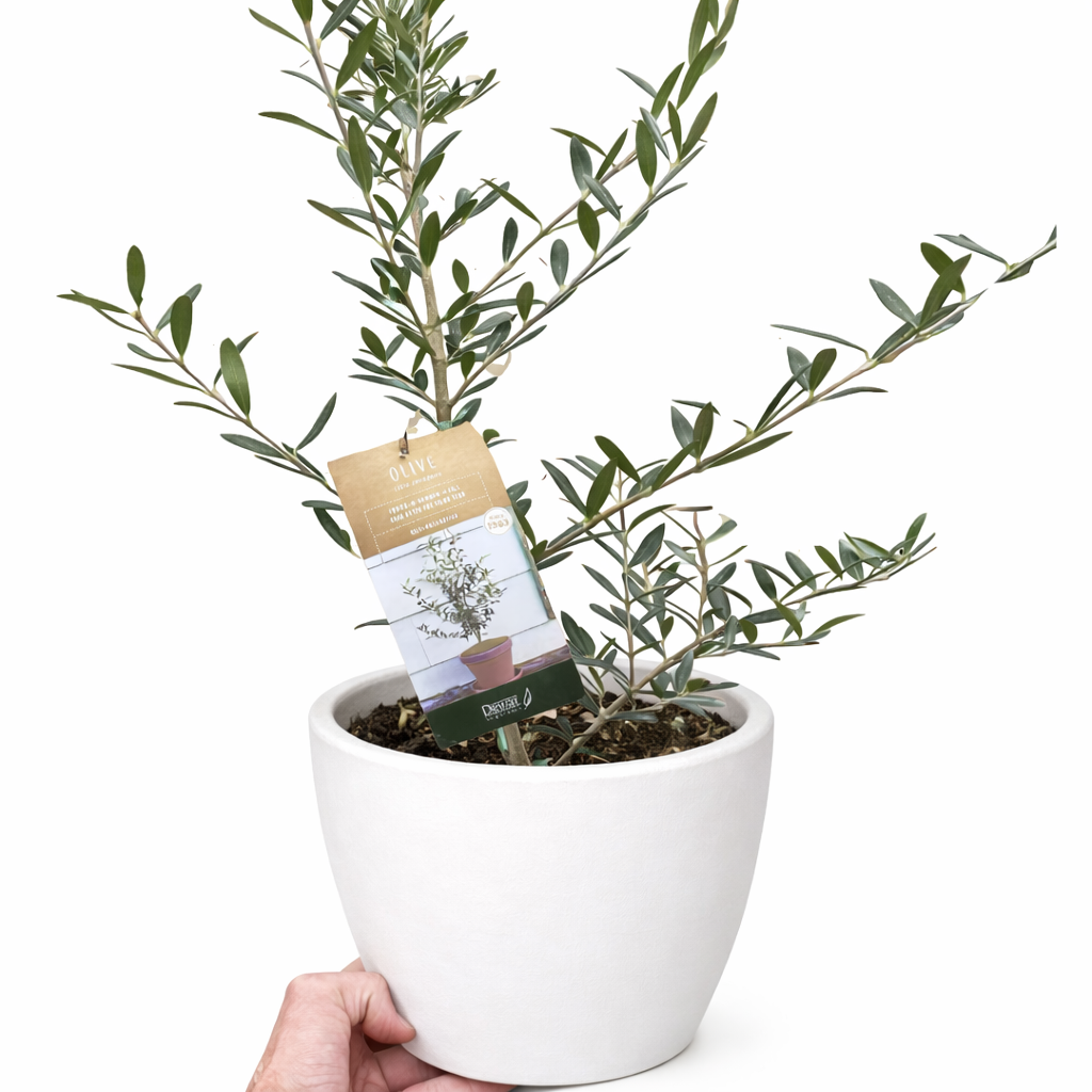 Common Olive Tree (Olea europaea) potted plant