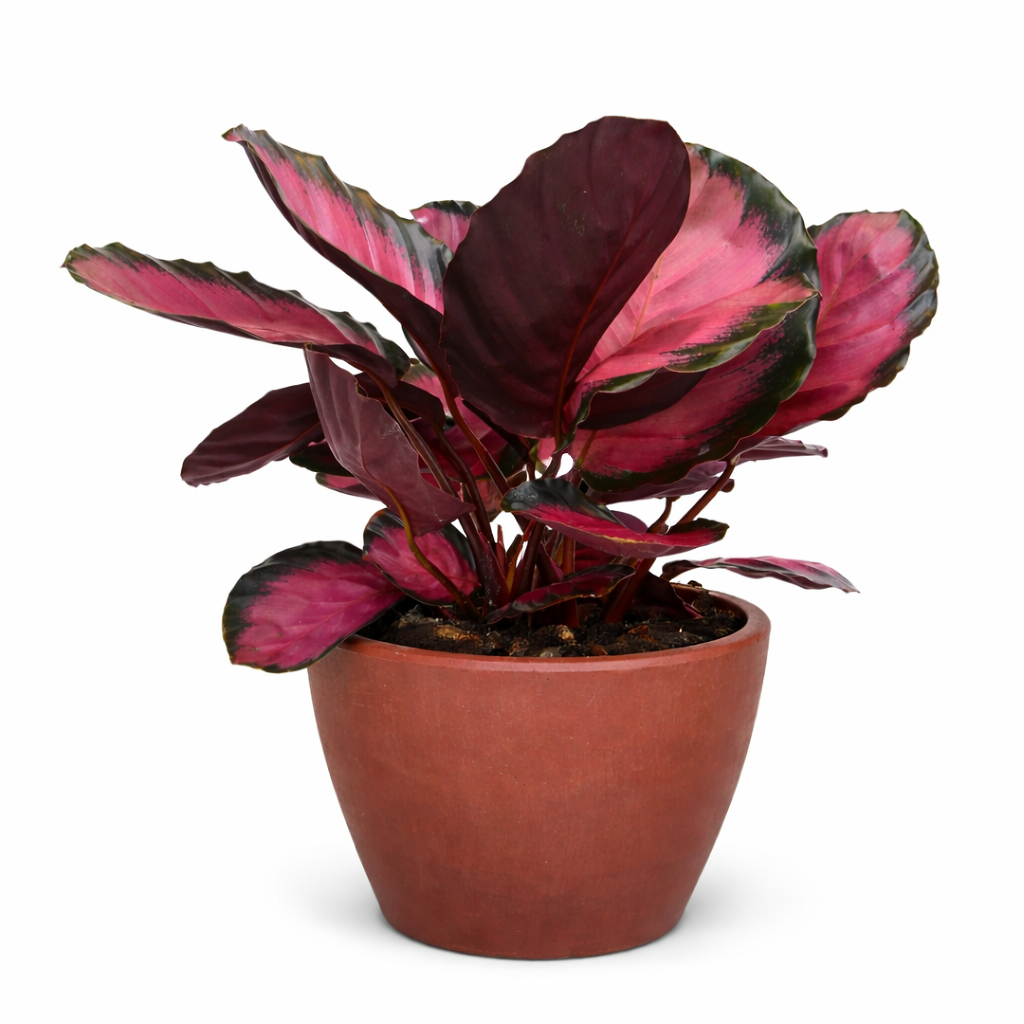 Calathea 'Purple Rose' potted plant