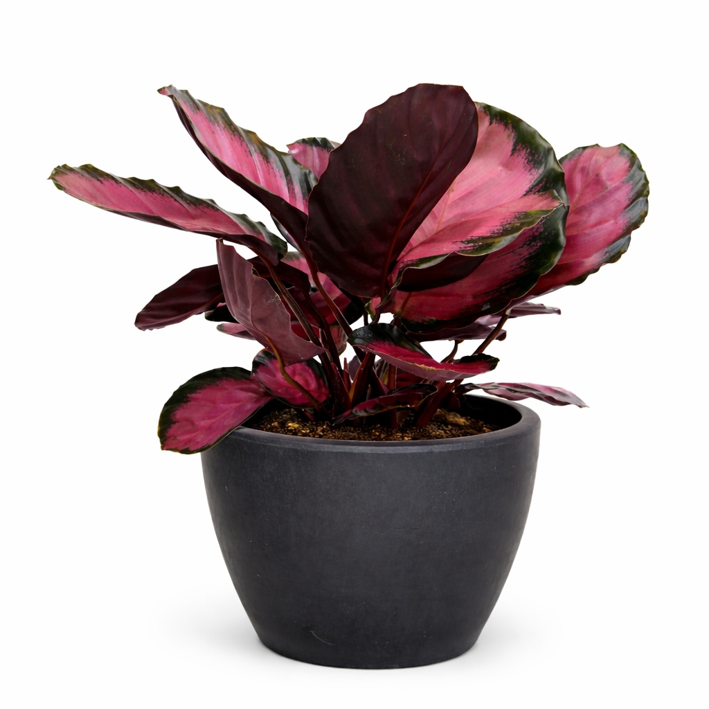 Calathea 'Purple Rose' potted plant