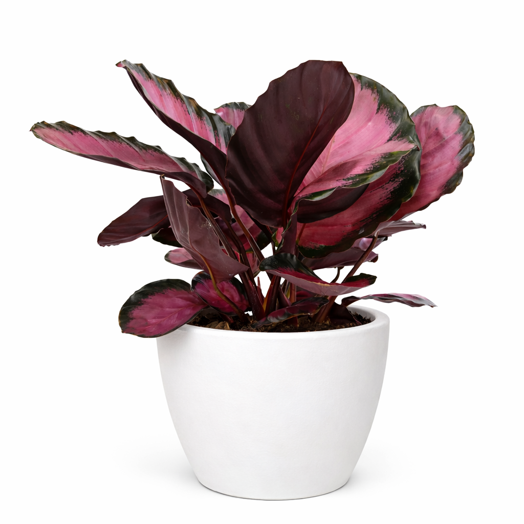 Calathea 'Purple Rose' potted plant