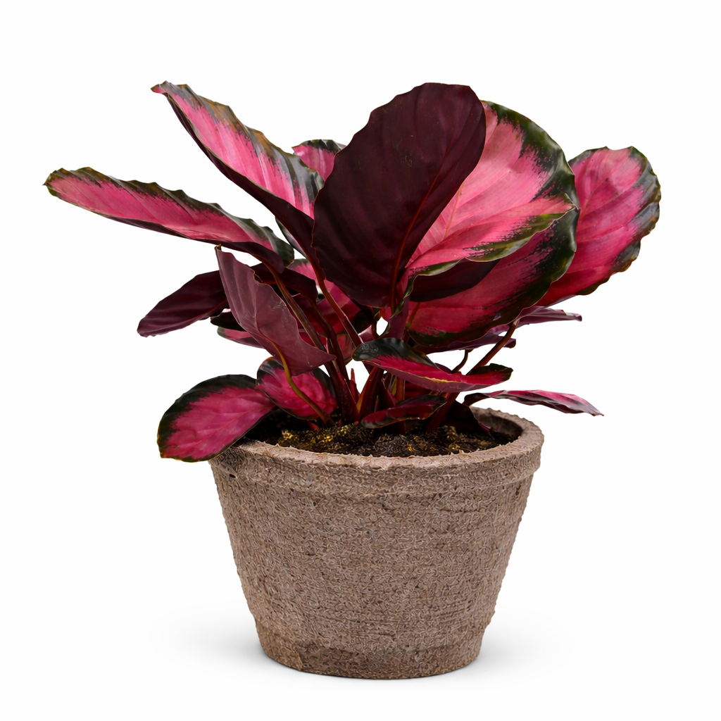 Calathea 'Purple Rose' potted plant