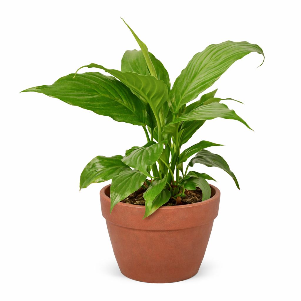 Spathiphyllum 'Peace Lily' potted plant