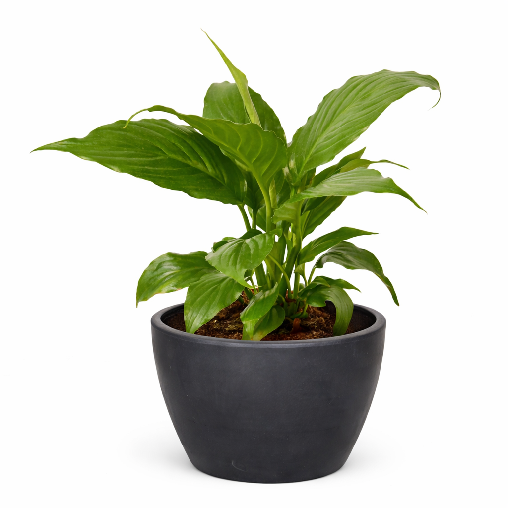 Spathiphyllum 'Peace Lily' potted plant